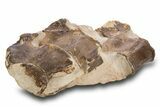 Three Associated Fossil Plesiosaur Vertebrae - Asfla, Morocco #334634-2
